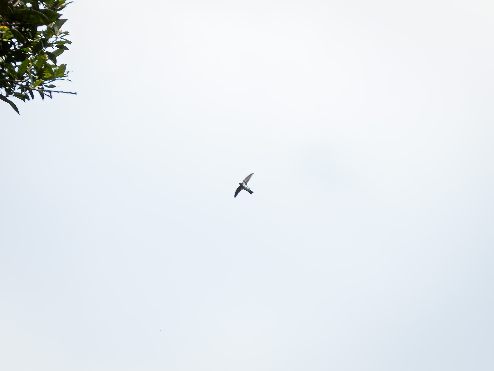 Linchi Swiftlet (Collocalia linchi), photo 1