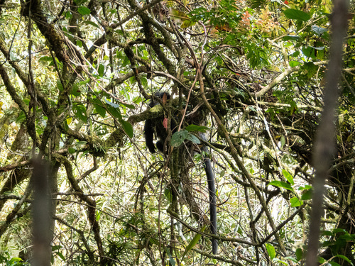 Trachypithecus auratus