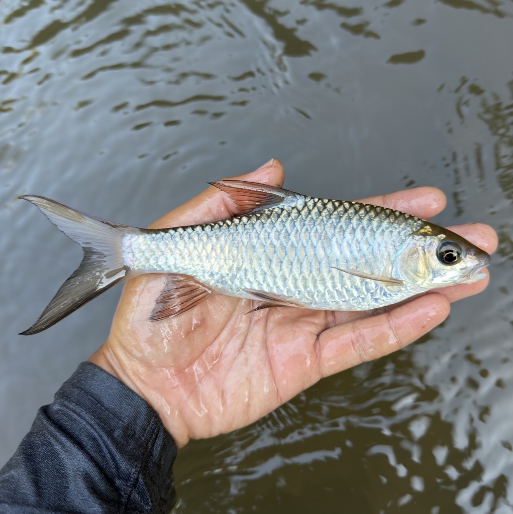 Poropuntius hathe