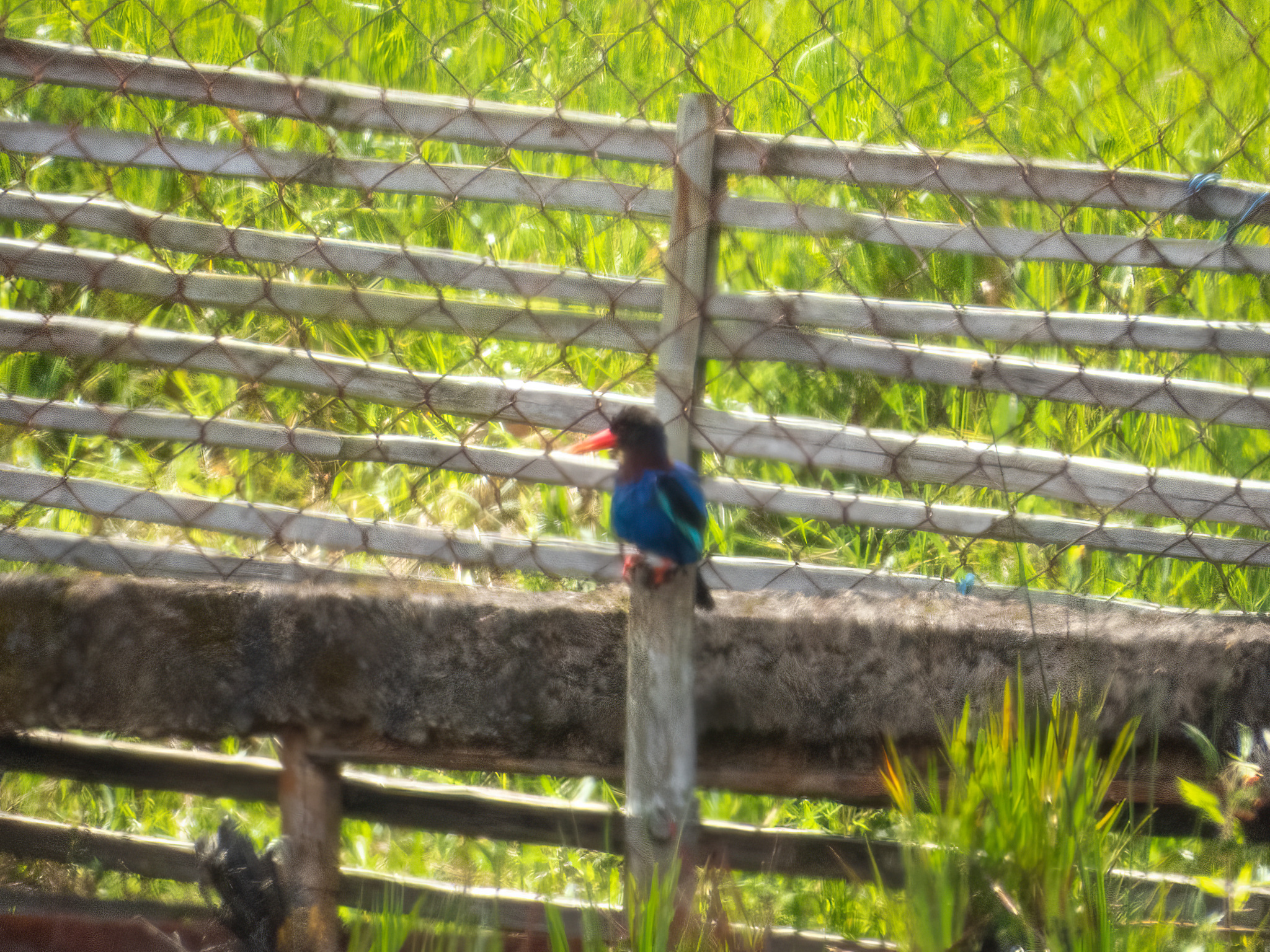 Javan Kingfisher (Halcyon cyanoventris), photo 2
