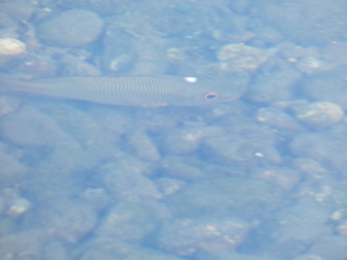 Lutjanus griseus