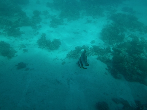 Platax teira