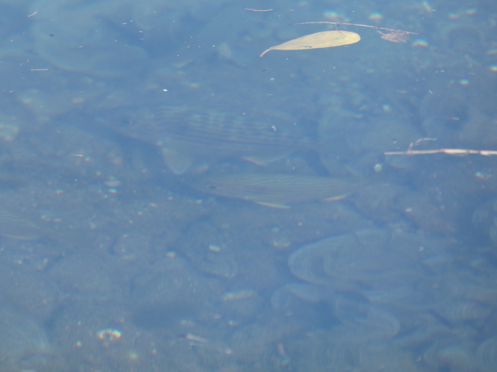 Brim (Archosargus rhomboidalis) — Sparidae
