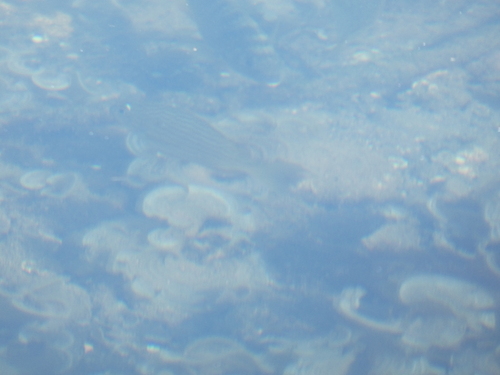 Archosargus rhomboidalis