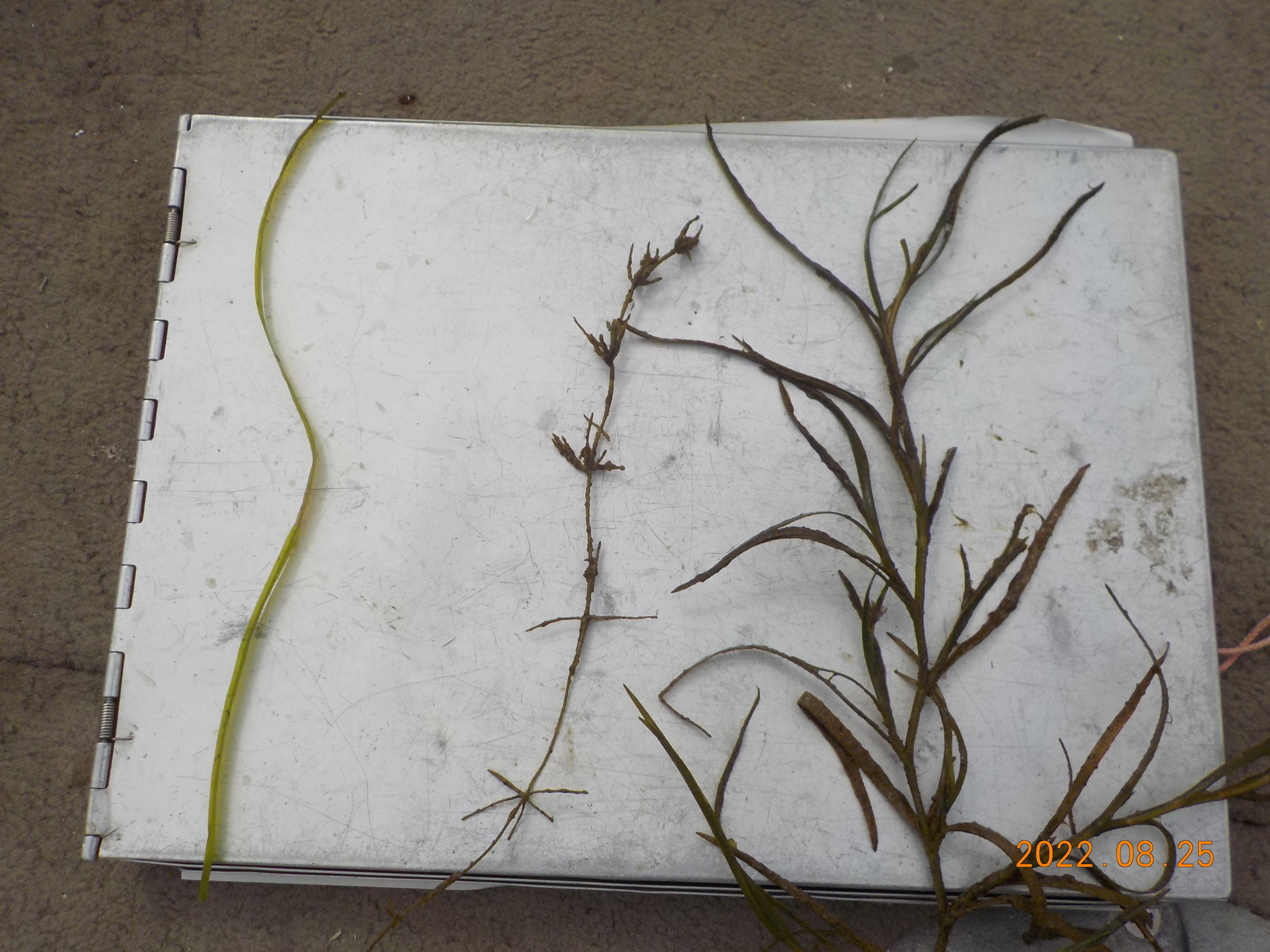 Water Star-Grass (Heteranthera dubia)