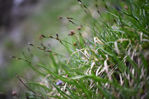 evergreen sedge (Carex sempervirens)