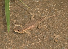 Tropidurus catalanensis