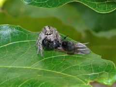 Megafreya sutrix