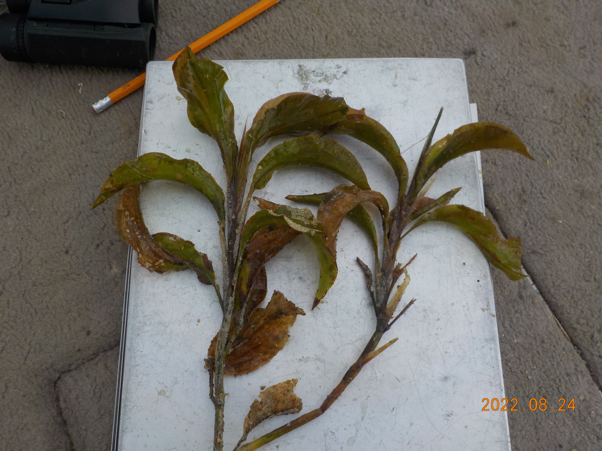 Largeleaf Pondweed (Potamogeton amplifolius)