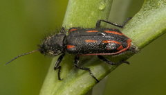 Astylus subannulatus