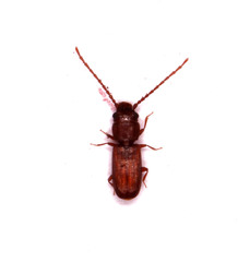 Laemophloeidae