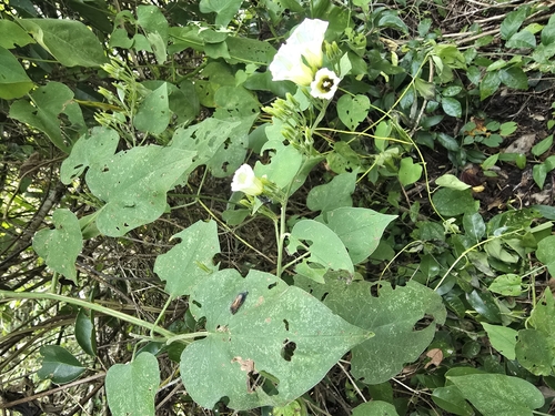 Christmas vine (Ipomoea corymbosa)