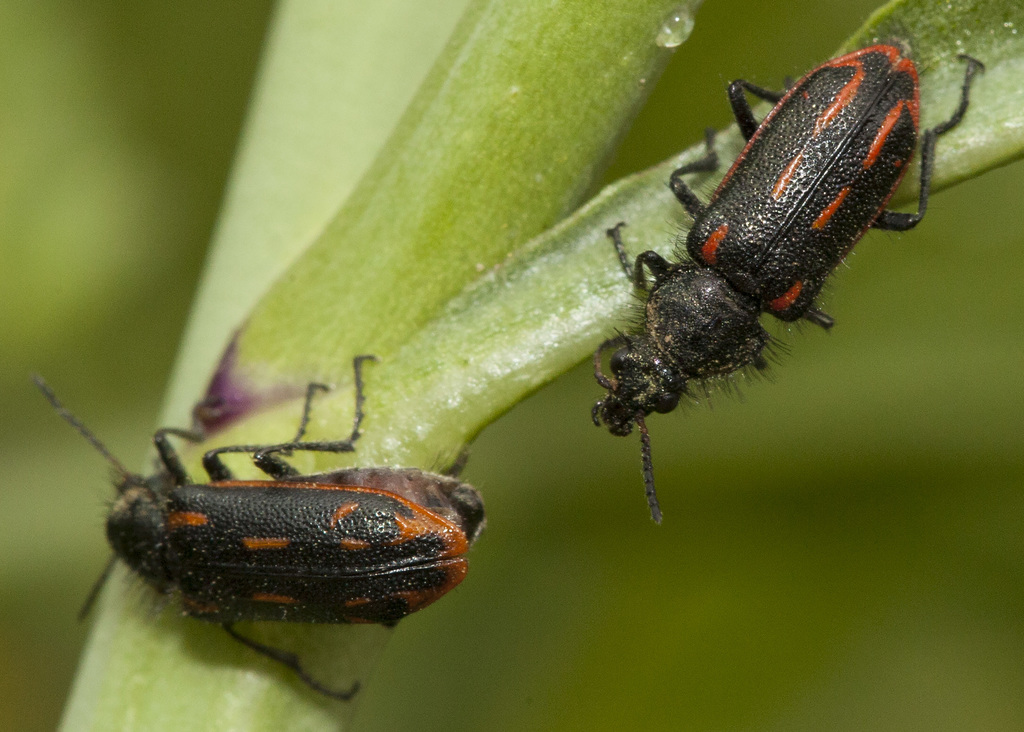 Astylus subannulatus