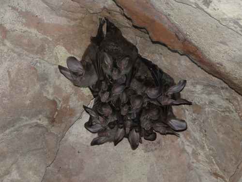 Big-eared Woolly Bat