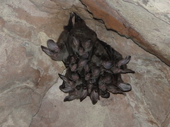 Chrotopterus auritus