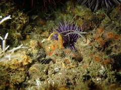 Hymeniacidon perlevis