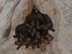 Chrotopterus auritus