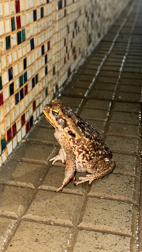 Cururu Toad