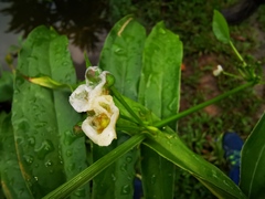 Echinodorus palifolius