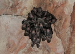 Chrotopterus auritus