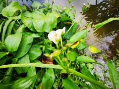 Echinodorus palifolius