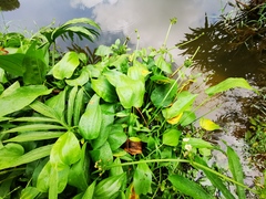 Echinodorus palifolius