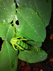 Polyura hebe plautus
