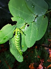 Polyura hebe plautus
