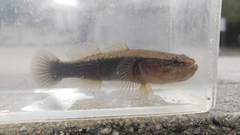 Eleotris acanthopomus