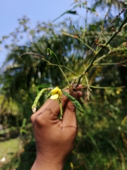 Aeschynomene sensitiva