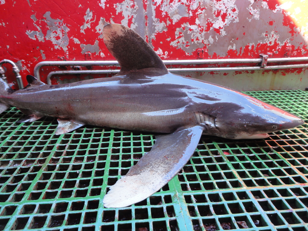 Photo of Oceanic whitetip shark (Carcharhinus longimanus)