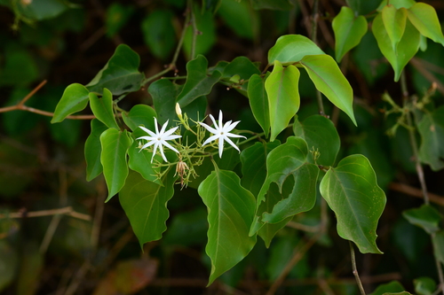 Image of Jasminum malabaricum by no rights reserved