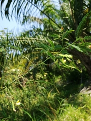 Aeschynomene sensitiva