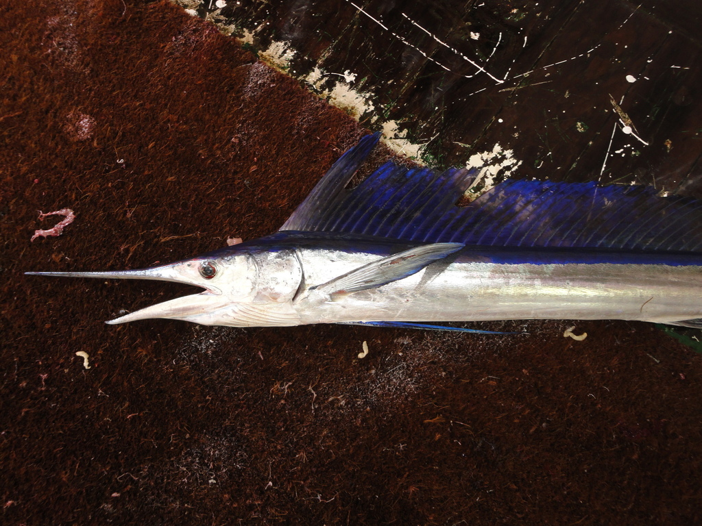 Spearfishes (Tetrapturus) - Marine Life Identification