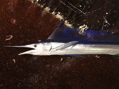 Tetrapturus pfluegeri