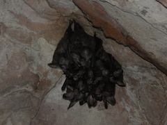 Chrotopterus auritus