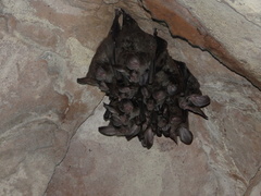 Chrotopterus auritus