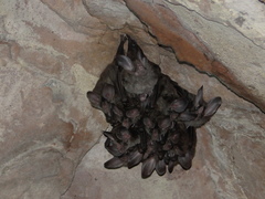 Chrotopterus auritus