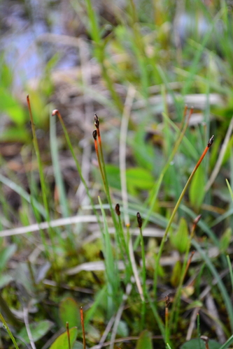 Few-flower Spikerush (Eleocharis quinqueflora)