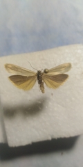 Eilema lutarella