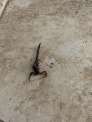 Centruroides gracilis