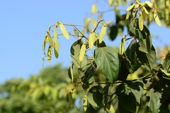 Ventilago denticulata