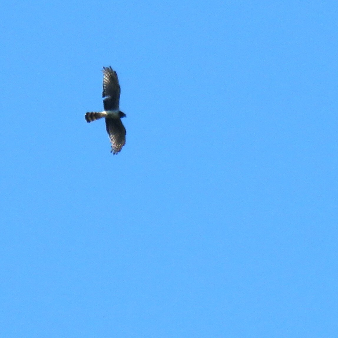 Long-winged Harrier (Circus buffoni), photo 3