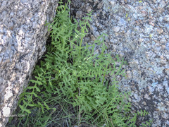 Pholistoma auritum arizonicum