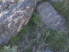 Pholistoma auritum arizonicum