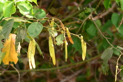 Ventilago denticulata