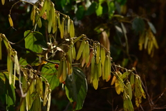 Ventilago denticulata