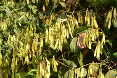 Ventilago denticulata