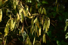 Ventilago denticulata
