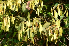 Ventilago denticulata